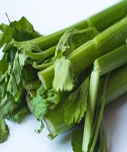 CELERY